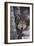 Gray Wolf-DLILLC-Framed Photographic Print