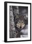 Gray Wolf-DLILLC-Framed Photographic Print