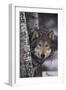 Gray Wolf-DLILLC-Framed Photographic Print