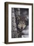 Gray Wolf-DLILLC-Framed Photographic Print