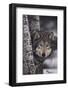 Gray Wolf-DLILLC-Framed Photographic Print