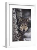 Gray Wolf-DLILLC-Framed Photographic Print