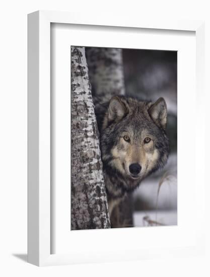 Gray Wolf-DLILLC-Framed Photographic Print