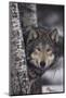 Gray Wolf-DLILLC-Mounted Photographic Print