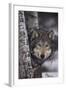 Gray Wolf-DLILLC-Framed Photographic Print