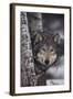 Gray Wolf-DLILLC-Framed Photographic Print