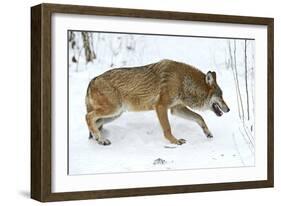 Gray Wolf-Kyslynskyy-Framed Photographic Print