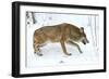 Gray Wolf-Kyslynskyy-Framed Photographic Print