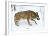 Gray Wolf-Kyslynskyy-Framed Photographic Print