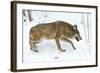 Gray Wolf-Kyslynskyy-Framed Photographic Print