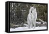 Gray Wolf-David Osborn-Framed Stretched Canvas