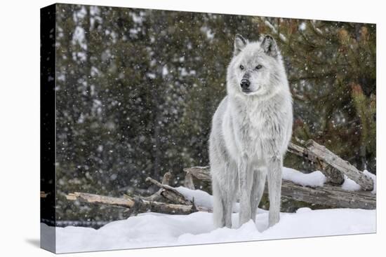 Gray Wolf-David Osborn-Stretched Canvas