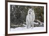 Gray Wolf-David Osborn-Framed Photographic Print