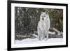 Gray Wolf-David Osborn-Framed Photographic Print