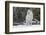 Gray Wolf-David Osborn-Framed Photographic Print