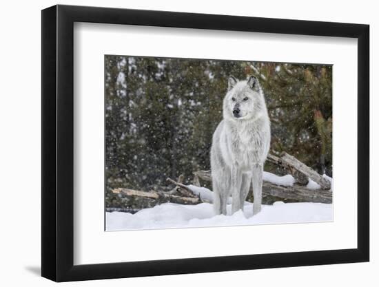 Gray Wolf-David Osborn-Framed Photographic Print