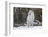 Gray Wolf-David Osborn-Framed Photographic Print