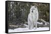 Gray Wolf-David Osborn-Framed Stretched Canvas