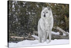 Gray Wolf-David Osborn-Stretched Canvas