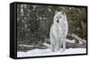 Gray Wolf-David Osborn-Framed Stretched Canvas