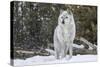 Gray Wolf-David Osborn-Stretched Canvas