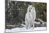 Gray Wolf-David Osborn-Mounted Photographic Print