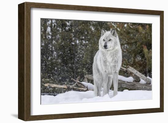 Gray Wolf-David Osborn-Framed Photographic Print