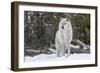 Gray Wolf-David Osborn-Framed Photographic Print