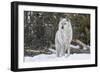 Gray Wolf-David Osborn-Framed Photographic Print