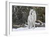 Gray Wolf-David Osborn-Framed Photographic Print