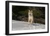 Gray Wolf-null-Framed Photographic Print