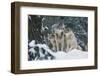 Gray Wolf-null-Framed Photographic Print