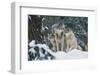 Gray Wolf-null-Framed Photographic Print