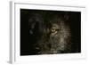 Gray Wolf-null-Framed Photographic Print