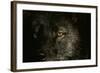 Gray Wolf-null-Framed Photographic Print