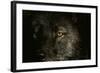 Gray Wolf-null-Framed Photographic Print