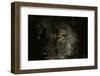 Gray Wolf-null-Framed Photographic Print