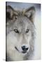 Gray Wolf-DLILLC-Stretched Canvas