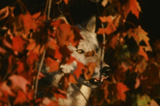 Photographic Print, , large