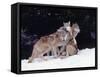 Gray Wolves Cuddling and Playing-Lynn M^ Stone-Framed Stretched Canvas