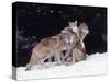 Gray Wolves Cuddling and Playing-Lynn M^ Stone-Stretched Canvas