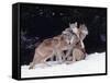 Gray Wolves Cuddling and Playing-Lynn M^ Stone-Framed Stretched Canvas