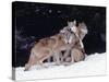 Gray Wolves Cuddling and Playing-Lynn M^ Stone-Stretched Canvas