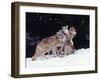 Gray Wolves Cuddling and Playing-Lynn M^ Stone-Framed Premium Photographic Print