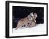 Gray Wolves Cuddling and Playing-Lynn M^ Stone-Framed Premium Photographic Print