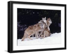 Gray Wolves Cuddling and Playing-Lynn M^ Stone-Framed Premium Photographic Print