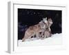Gray Wolves Cuddling and Playing-Lynn M^ Stone-Framed Premium Photographic Print