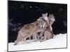Gray Wolves Cuddling and Playing-Lynn M^ Stone-Mounted Premium Photographic Print