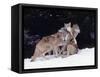 Gray Wolves Cuddling and Playing-Lynn M^ Stone-Framed Stretched Canvas