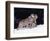 Gray Wolves Cuddling and Playing-Lynn M^ Stone-Framed Photographic Print